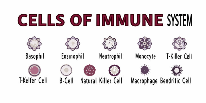 Illustrative depiction of various immune system cells and their distinct morphologies