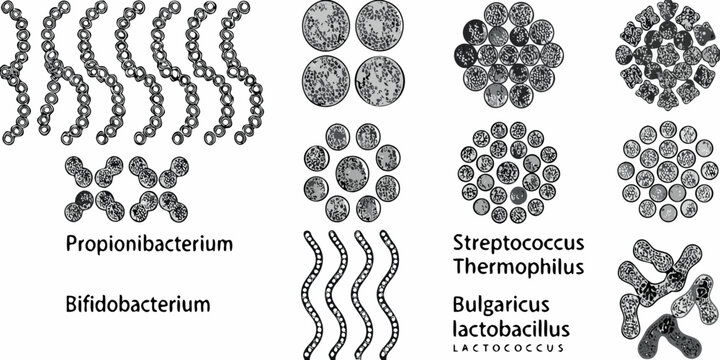 Microscopic view of various bacterial arrangements streptococci diplococci and propionibacteria