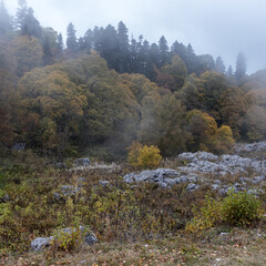 Autumn walks in the autumn park in the morning hours in the alpine area of the mountain range
