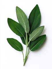 Bright Sage Leaves against a White Background