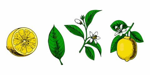 A botanical illustration showcasing lemons leaves blossoms and a halved fruit