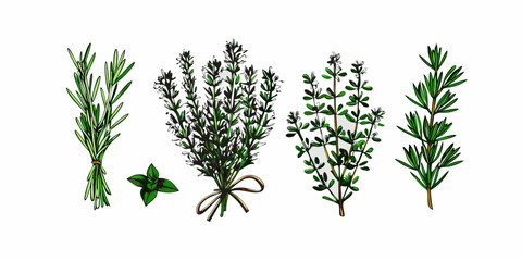 A botanical illustration of rosemary thyme mint and other fresh herbs © Sourav