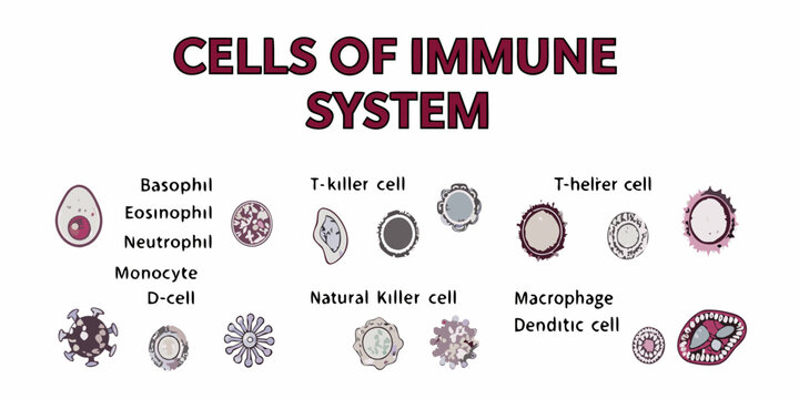 Visual guide illustrating different types of cells found within the human immune system
