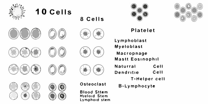 Illustrative depiction of various blood cells and their quantities in a sample