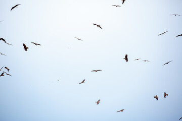A flock of eagles flies to fnb. Golden eagles in free flight. Wild birds of prey gathered in a...