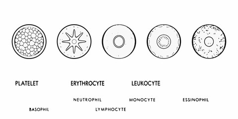 Fototapeta premium Illustrative diagram of human blood cells platelets erythrocytes leukocytes and their subtypes