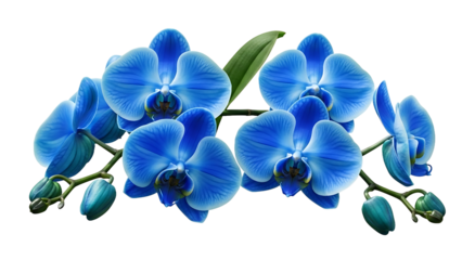 Beautiful blue orchids with vibrant petals and delicate green leaves on a clean white background