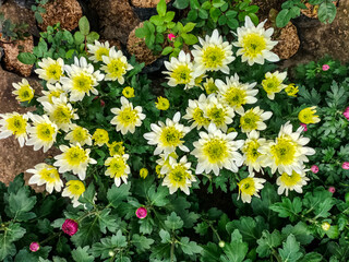 White chrysanthemums are blooming with beautiful flower background. Amazing nature view of white flowers blooming in garden. Closeup.
