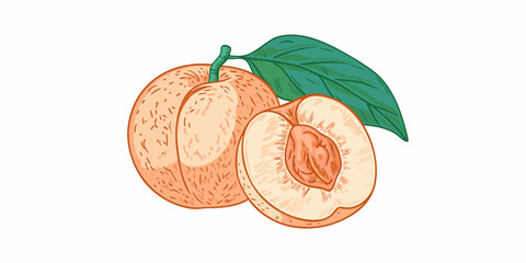 A vibrant illustration of a whole apricot and a sliced half with a leaf
