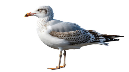 A detailed portrait of a seagull with white and grey plumage against a solid black background