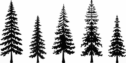 Silhouette of coniferous trees against a plain white background