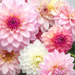 Arrangement of pink, white, and yellow dahlia blossoms