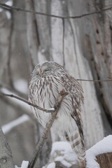 雪の中で出会ったエゾフクロウ