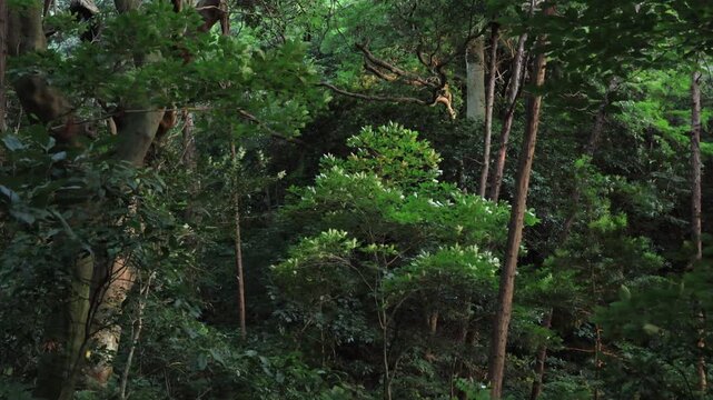 風でなびく森の木々に夕日がさす