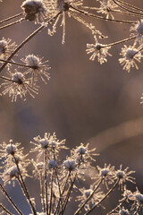 beautiful frosty meadow flowers in the morning sunlight