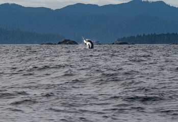 Obraz premium A dramatic distant view of an Orca whale (Killer Whale) breaching out of the ocean against a backdrop of forested islands in Haida Gwaii, British Columbia. September 2025.
