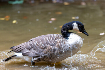 A wild Canada goose with black and grey feathers swims gracefully across the calm blue water of a natural lake