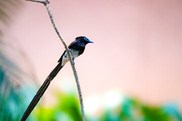 Black Paradise-flycatcher on a branch