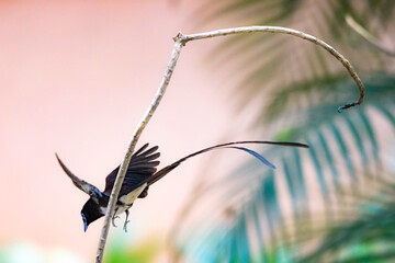 Black Paradise-flycatcher on a branch