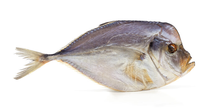 Single dried vomer fish isolated on a white background.