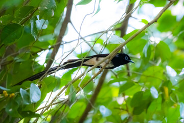 Obraz premium Black Paradise-flycatcher on a branch
