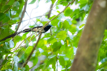 Black Paradise-flycatcher on a branch