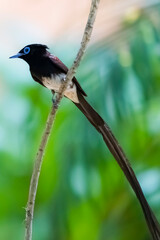 Black Paradise-flycatcher on a branch