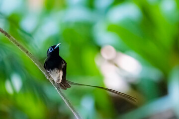 Black Paradise-flycatcher on a branch