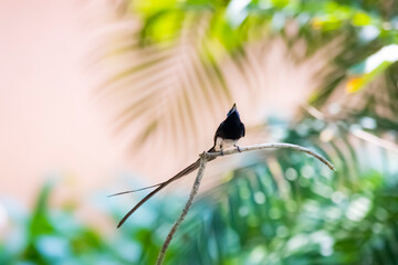Black Paradise-flycatcher on a branch