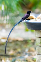 Black Paradise-flycatcher on a branch