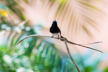 Black Paradise-flycatcher on a branch