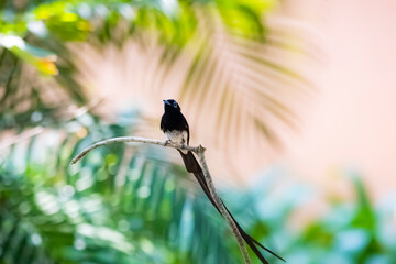 Black Paradise-flycatcher on a branch