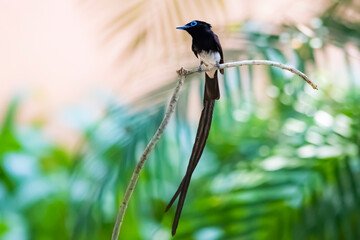 Black Paradise-flycatcher on a branch