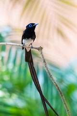 Black Paradise-flycatcher on a branch