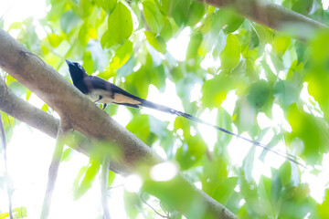 Black Paradise-flycatcher on a branch