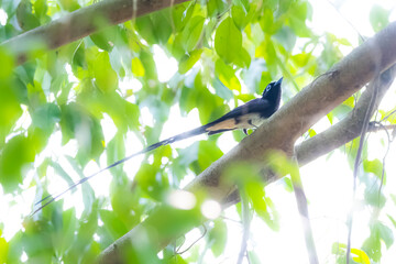 Black Paradise-flycatcher on a branch