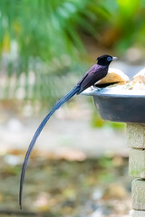 Black Paradise-flycatcher on a branch