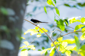 Black Paradise-flycatcher on a branch
