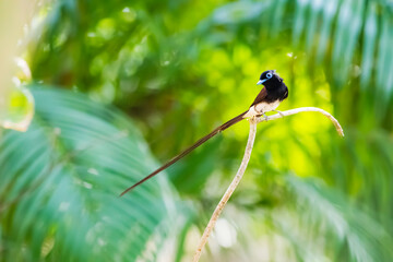 Black Paradise-flycatcher on a branch