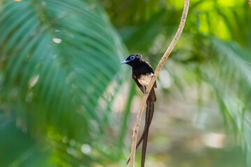 Black Paradise-flycatcher on a branch
