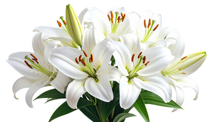 Obraz premium A beautiful bouquet of white lilies with delicate petals and yellow buds isolated on a white background captures the natural floral beauty of a spring blossom in a macro closeup