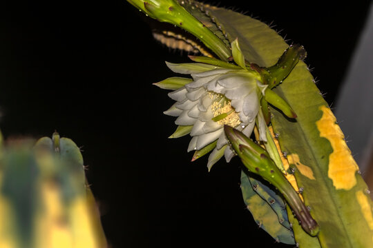 A white and yellow flower of mandacaru cactus, Cereus jamacaru, blowing at night in Brazil
