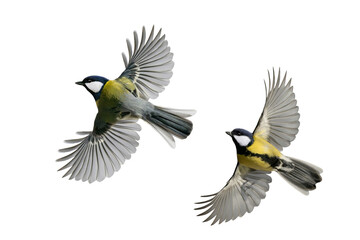 two great tit in flight isolated on white background © fotomaster