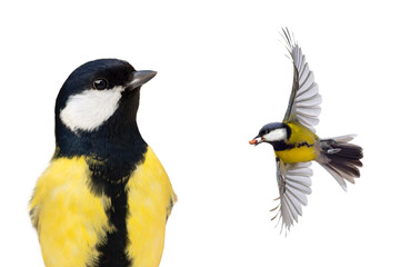 Naklejka premium great tits isolated on white background