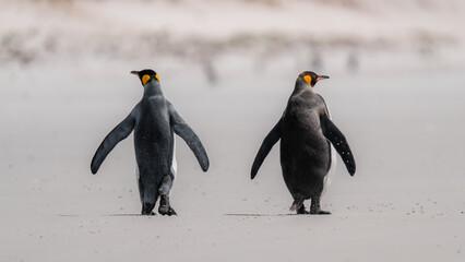 Two King Penguins Walk on Beach Away From Us. Cute Adorable Looking. Falkland Islands Volunteer Point Colony. Antarctica Travel Excursion Wildlife © And They Travel