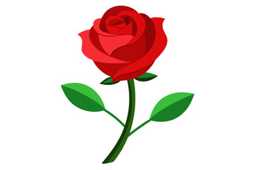 Fototapeta premium red rose isolated on white