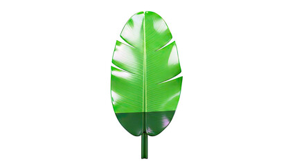 Glossy Green Banana Leaf on White Background