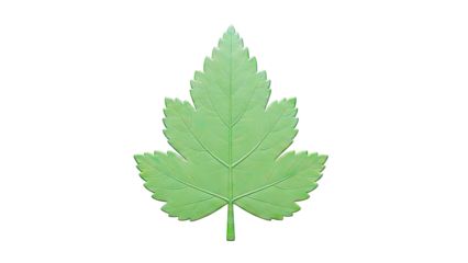 Green Leaf with Serrated Edges