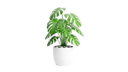 Monstera Deliciosa Plant in White Pot with Pebbles
