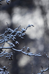 branches of a tree in winter